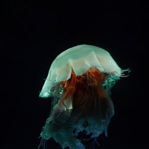 Preview wallpaper jellyfish, tentacles, underwater world, dark