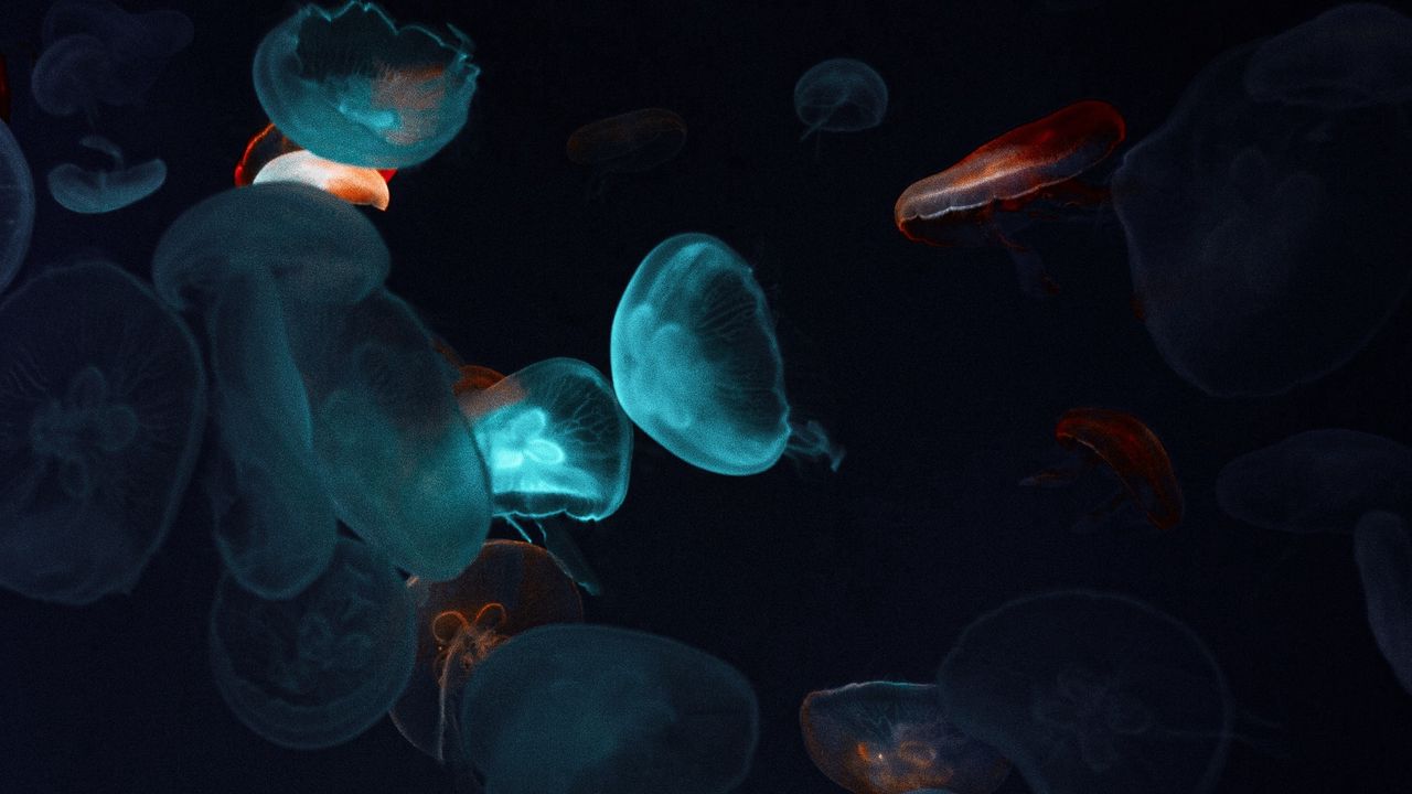 Wallpaper jellyfish, tentacles, underwater world, black
