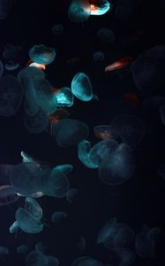 Preview wallpaper jellyfish, tentacles, underwater world, black