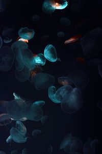 Preview wallpaper jellyfish, tentacles, underwater world, black