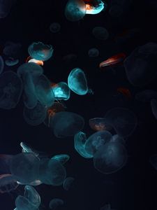 Preview wallpaper jellyfish, tentacles, underwater world, black