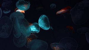 Preview wallpaper jellyfish, tentacles, underwater world, black