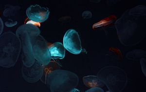 Preview wallpaper jellyfish, tentacles, underwater world, black