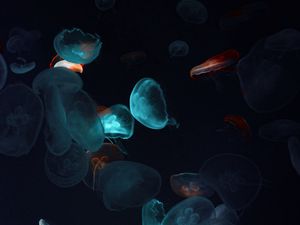 Preview wallpaper jellyfish, tentacles, underwater world, black