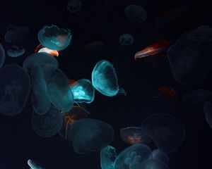 Preview wallpaper jellyfish, tentacles, underwater world, black