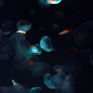 Preview wallpaper jellyfish, tentacles, underwater world, black