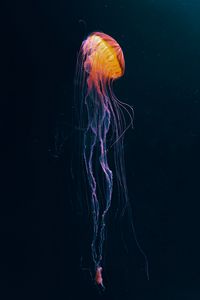 Preview wallpaper jellyfish, tentacles, underwater world, animal, dark