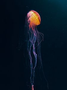 Preview wallpaper jellyfish, tentacles, underwater world, animal, dark