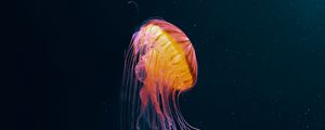 Preview wallpaper jellyfish, tentacles, underwater world, animal, dark