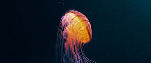 Preview wallpaper jellyfish, tentacles, underwater world, animal, dark