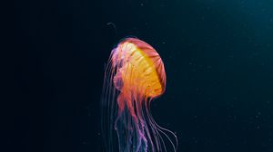 Preview wallpaper jellyfish, tentacles, underwater world, animal, dark