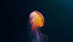 Preview wallpaper jellyfish, tentacles, underwater world, animal, dark