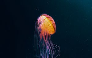 Preview wallpaper jellyfish, tentacles, underwater world, animal, dark