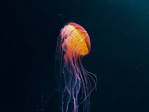 Preview wallpaper jellyfish, tentacles, underwater world, animal, dark