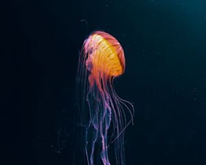 Preview wallpaper jellyfish, tentacles, underwater world, animal, dark