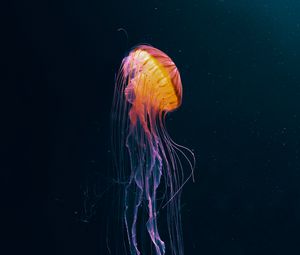 Preview wallpaper jellyfish, tentacles, underwater world, animal, dark