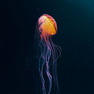 Preview wallpaper jellyfish, tentacles, underwater world, animal, dark