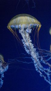 Preview wallpaper jellyfish, tentacles, underwater world, blue background