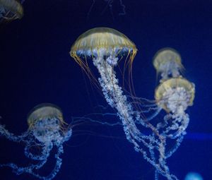 Preview wallpaper jellyfish, tentacles, underwater world, blue background
