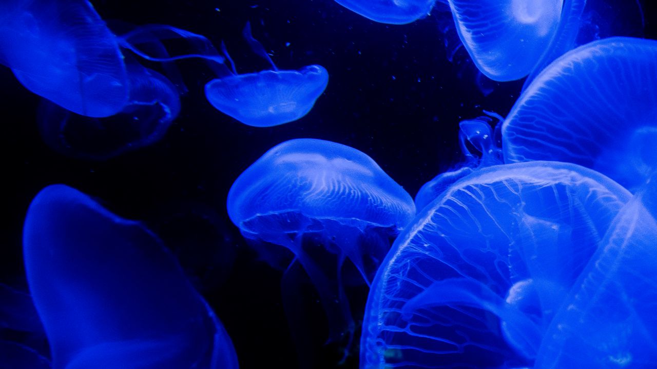 Wallpaper jellyfish, tentacles, underwater world, blue, darkness