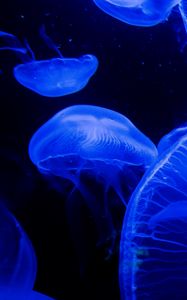 Preview wallpaper jellyfish, tentacles, underwater world, blue, darkness