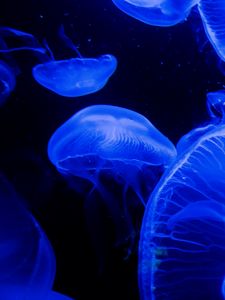 Preview wallpaper jellyfish, tentacles, underwater world, blue, darkness