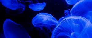 Preview wallpaper jellyfish, tentacles, underwater world, blue, darkness