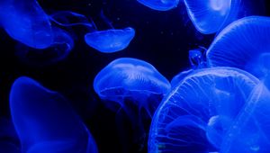 Preview wallpaper jellyfish, tentacles, underwater world, blue, darkness