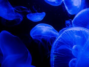 Preview wallpaper jellyfish, tentacles, underwater world, blue, darkness