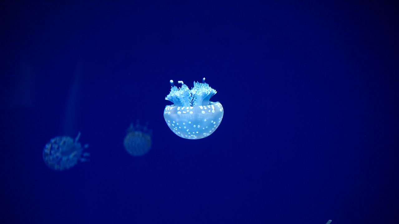 Wallpaper jellyfish, tentacles, underwater world, blue, glow