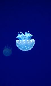 Preview wallpaper jellyfish, tentacles, underwater world, blue, glow