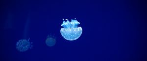 Preview wallpaper jellyfish, tentacles, underwater world, blue, glow