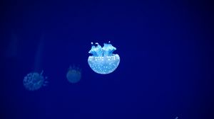 Preview wallpaper jellyfish, tentacles, underwater world, blue, glow