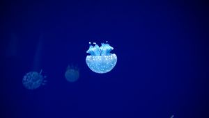 Preview wallpaper jellyfish, tentacles, underwater world, blue, glow