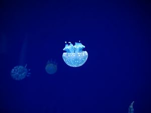 Preview wallpaper jellyfish, tentacles, underwater world, blue, glow