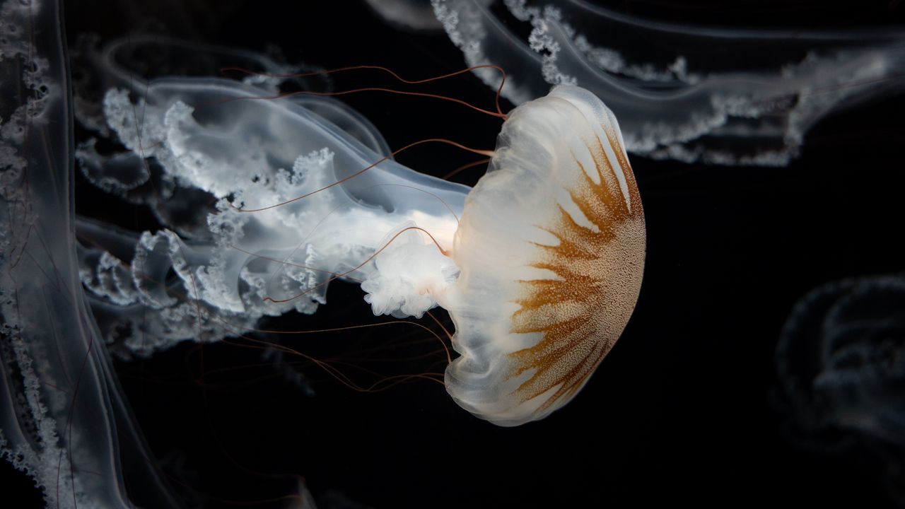 Wallpaper jellyfish, tentacles, underwater world, darkness
