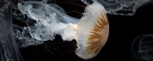 Preview wallpaper jellyfish, tentacles, underwater world, darkness
