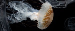 Preview wallpaper jellyfish, tentacles, underwater world, darkness