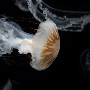 Preview wallpaper jellyfish, tentacles, underwater world, darkness