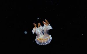 Preview wallpaper jellyfish, tentacles, water, depth, underwater world