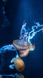 Jellyfish Iphone 8 7 6s 6 For Parallax Wallpapers Hd Desktop Backgrounds 938x1668 Images And Pictures