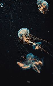 Preview wallpaper jellyfish, tentacles, water, beautiful, dark