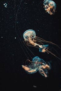 Preview wallpaper jellyfish, tentacles, water, beautiful, dark