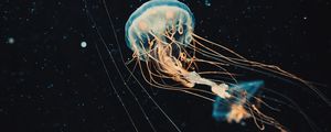Preview wallpaper jellyfish, tentacles, water, beautiful, dark