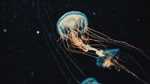 Preview wallpaper jellyfish, tentacles, water, beautiful, dark