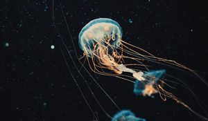 Preview wallpaper jellyfish, tentacles, water, beautiful, dark