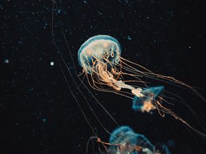 Preview wallpaper jellyfish, tentacles, water, beautiful, dark