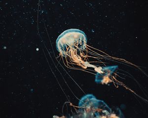 Preview wallpaper jellyfish, tentacles, water, beautiful, dark