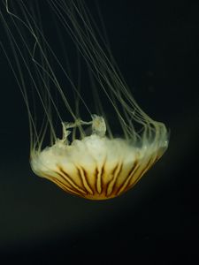 Preview wallpaper jellyfish, tentacles, water, underwater, brown