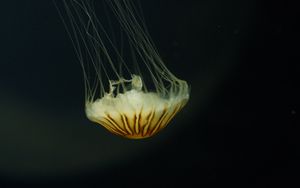 Preview wallpaper jellyfish, tentacles, water, underwater, brown